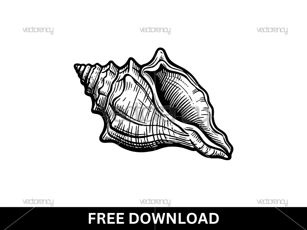 Conch Shell Vector Hand Drawn Free Download
