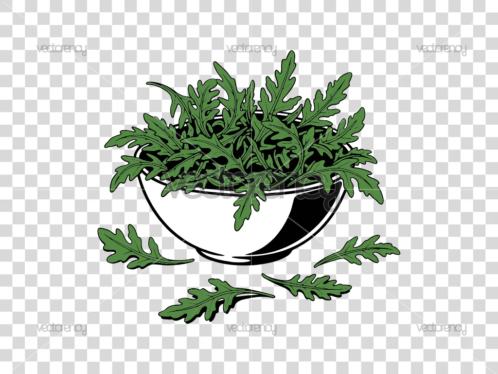 Fresh Green Arugula Leaves Illustration PNG Vector SVG