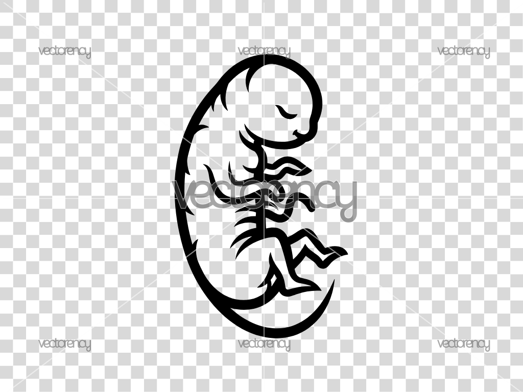 Embryo SVG File