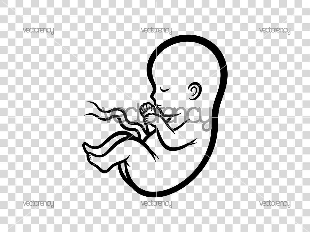 Fetus SVG, Baby Fetus Vector