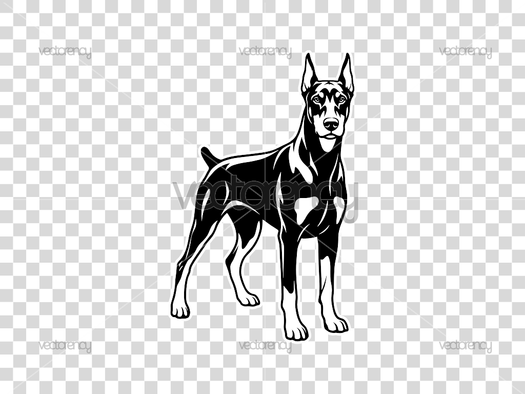 Doberman Dog Vector Illustration