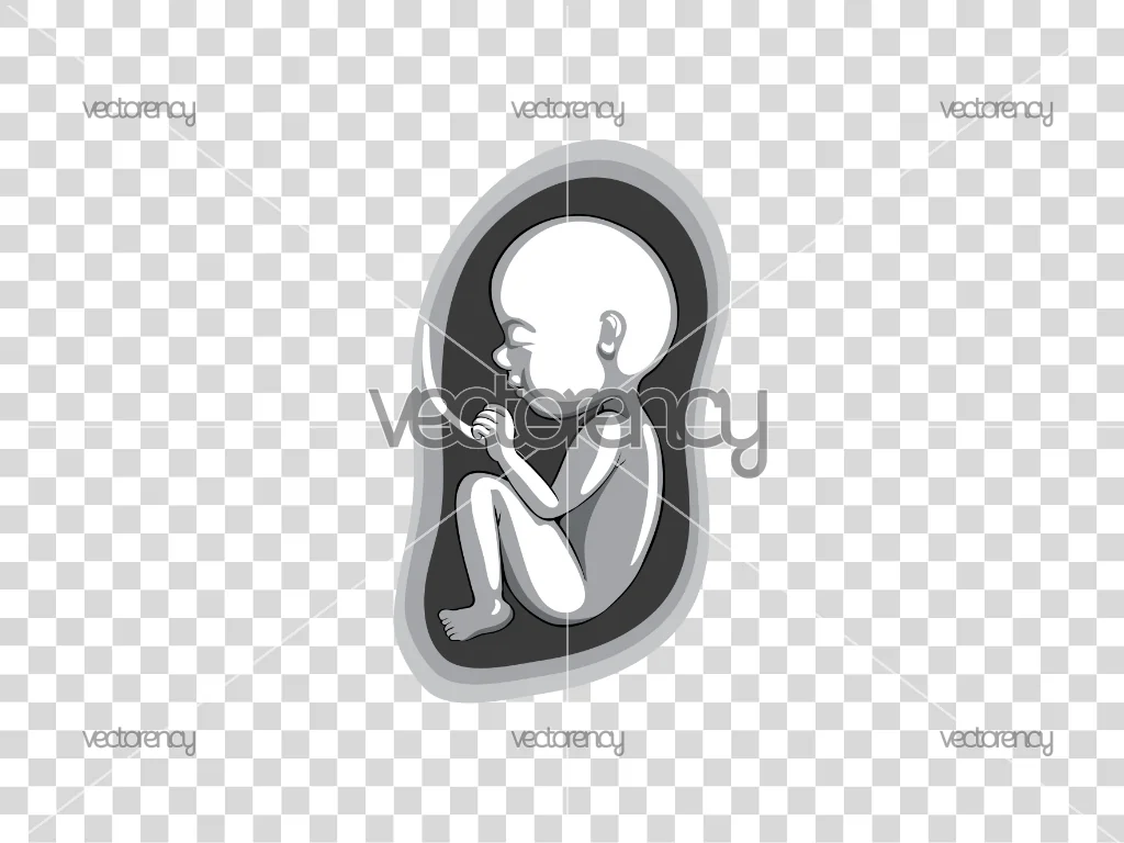 Fetus Vector Illustration