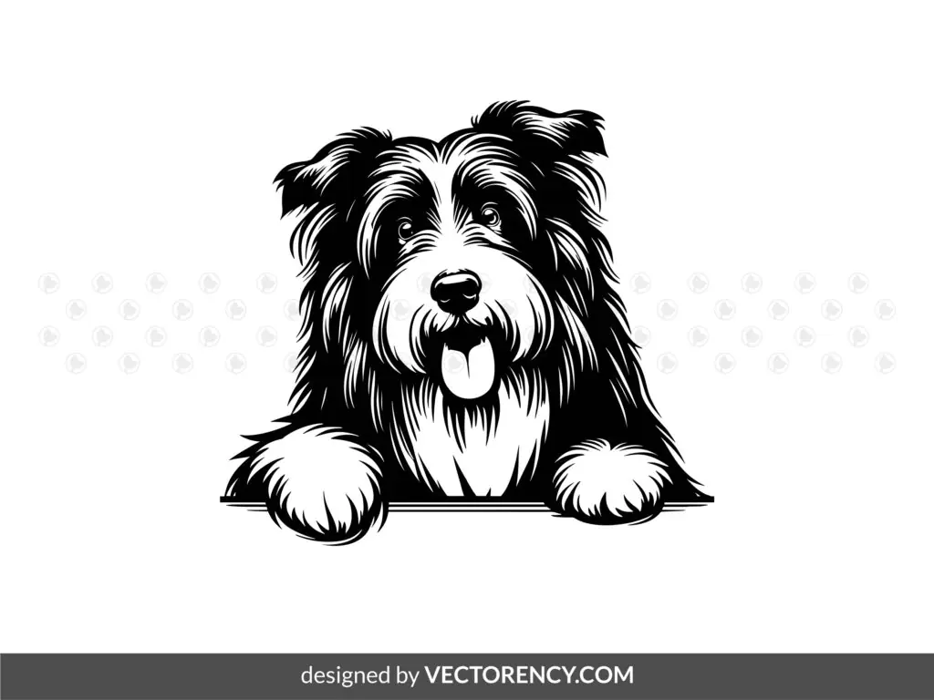 Peeking Bearded Collie Dog Vector