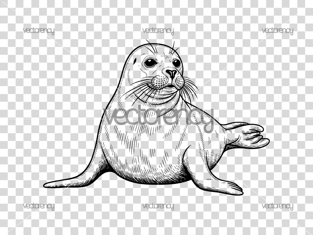 Seal SVG Sea Animals Cricut