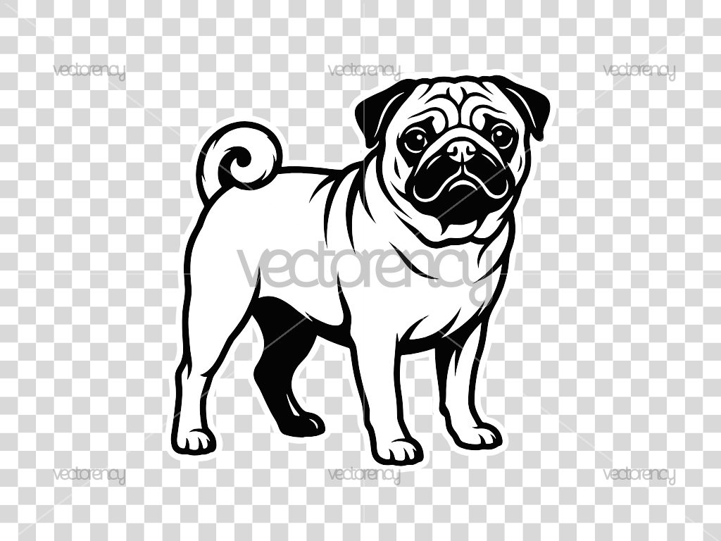 Pug Dog Illustration Vector