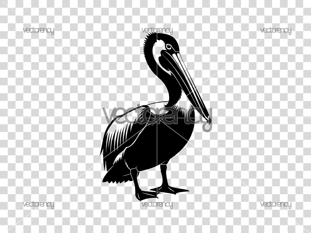 Pelican SVG