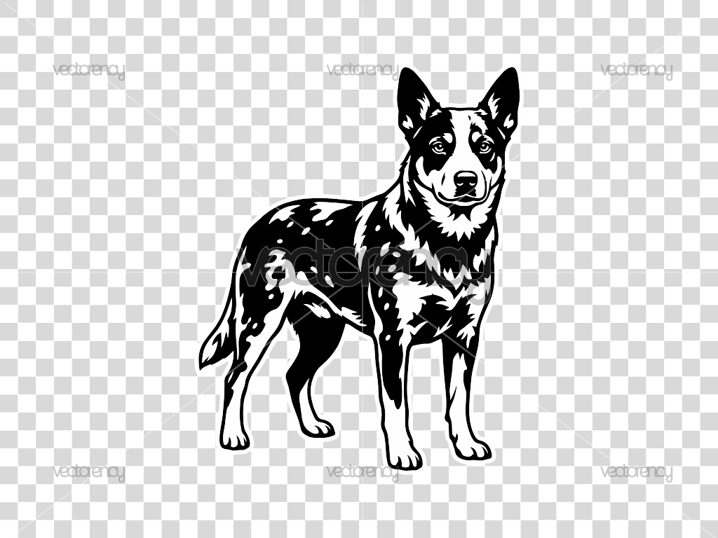 Australian Cattle Dog Vector Illustration SVG