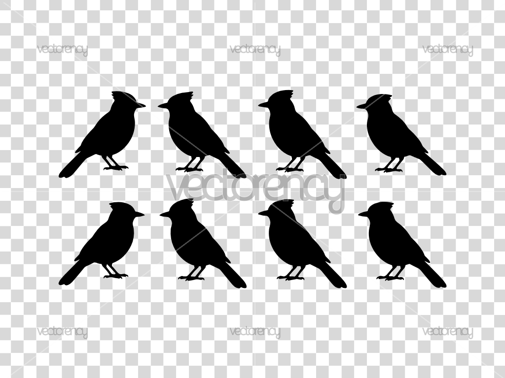Bird Jay Silhouette Vector