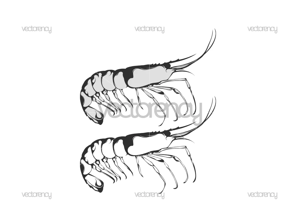 Shrimp Vector SVG