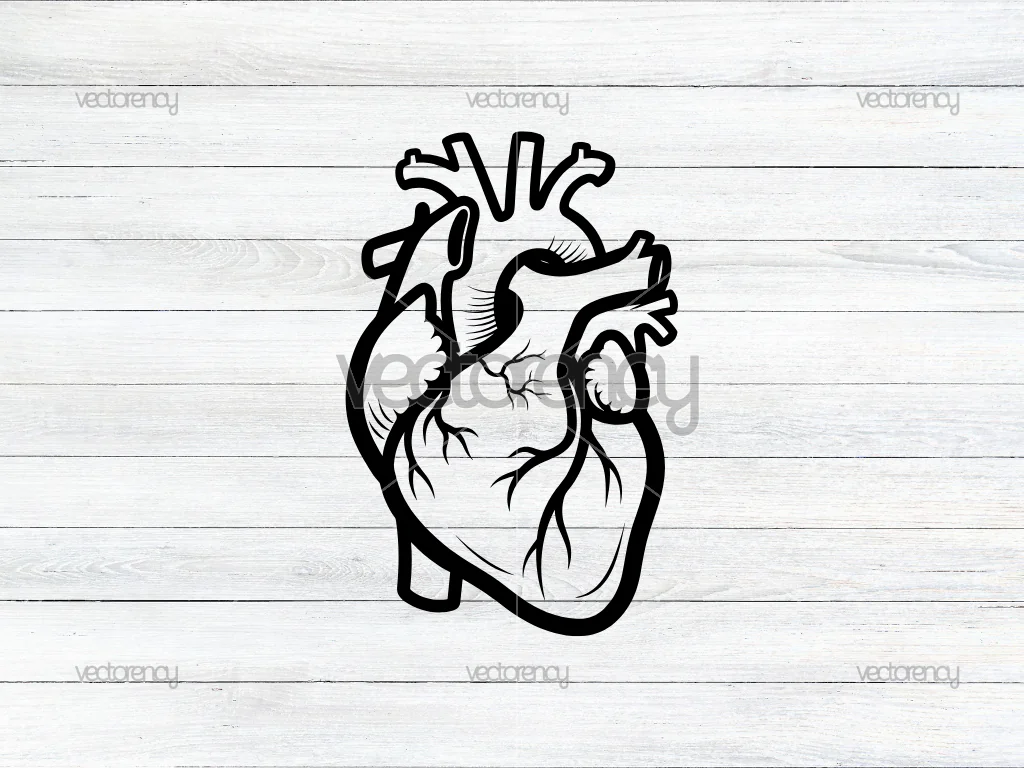 Anatomical Human Heart SVG Clipart Black Outline