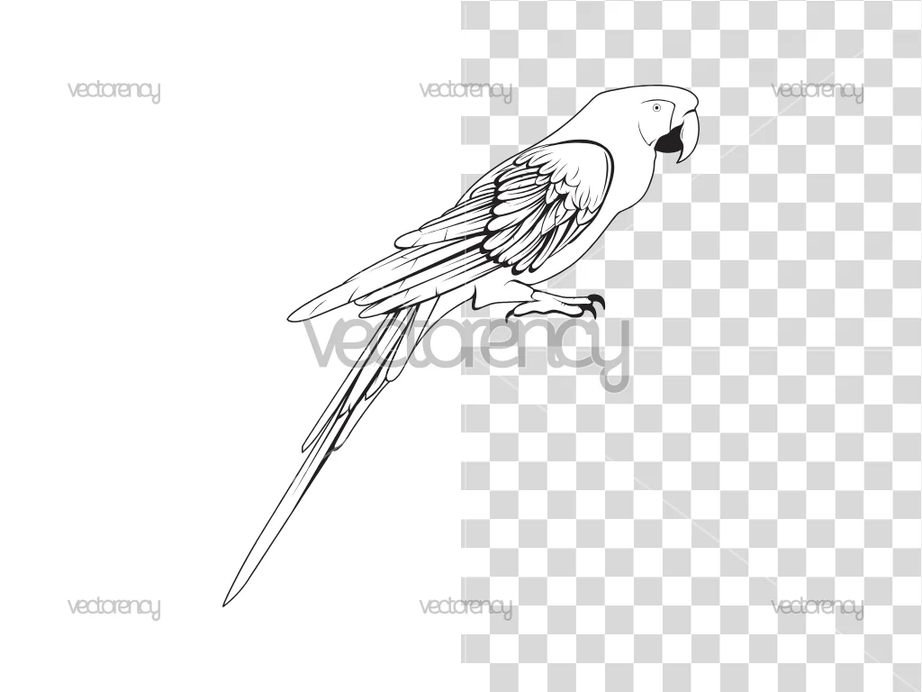Parrot Cockatoo Bird Outline Vector EPS DXF PNG SVG