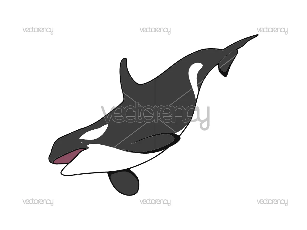 Whale SVG