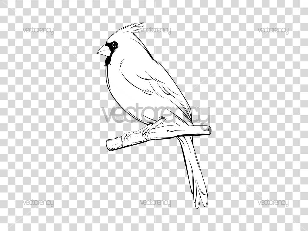 Cardinal SVG