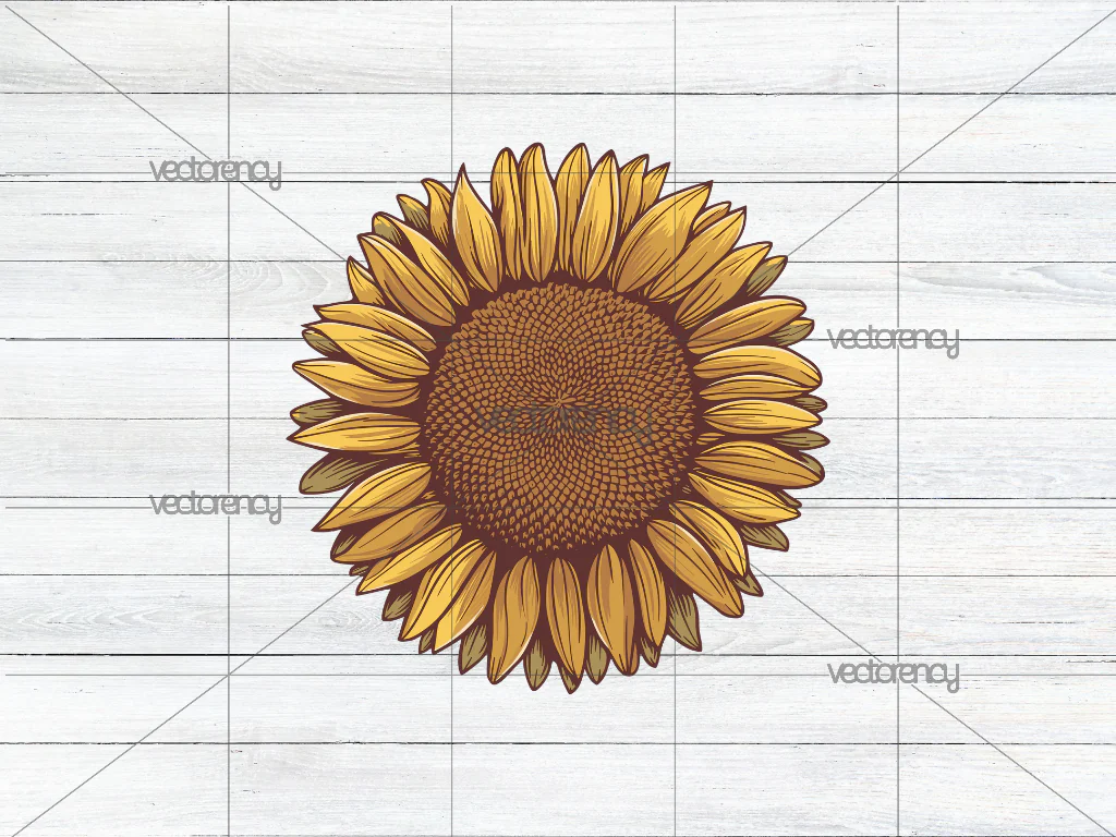 Sunflower Vintage PNG HD Image