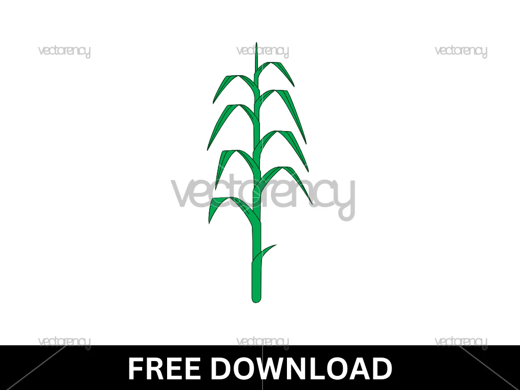Corn Plant Free Vector Image