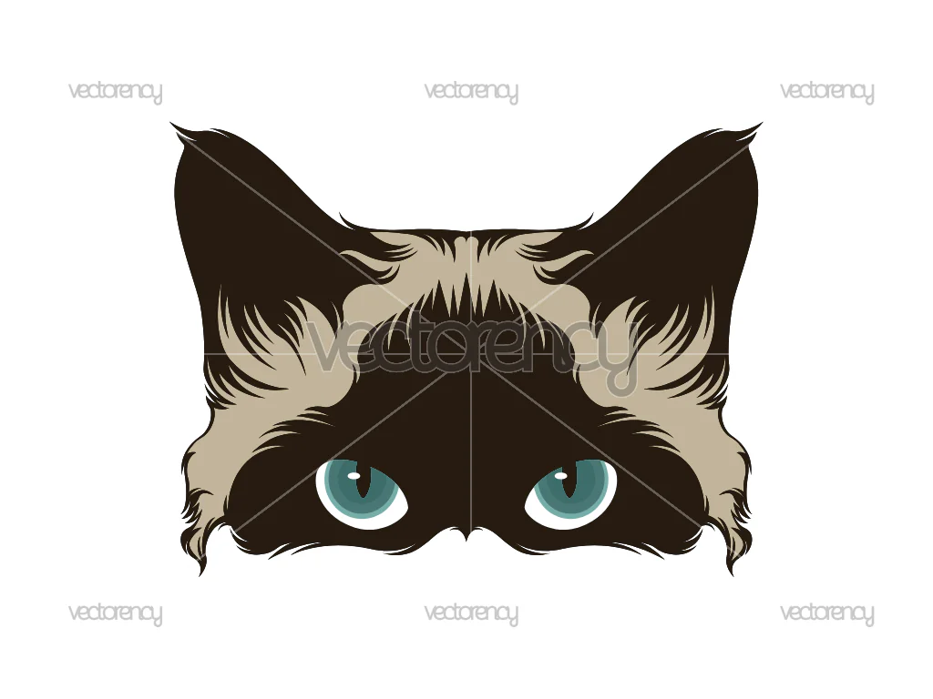 Siames Cat Illustration Eyes Download