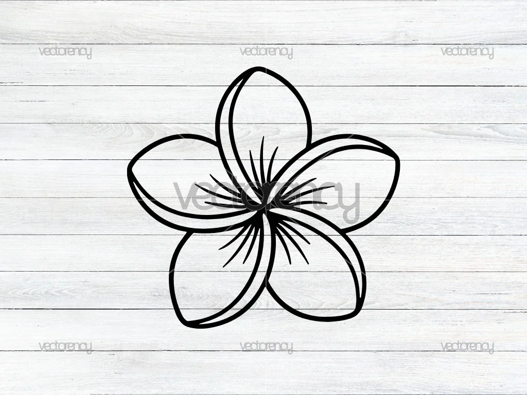 Plumeria Flower