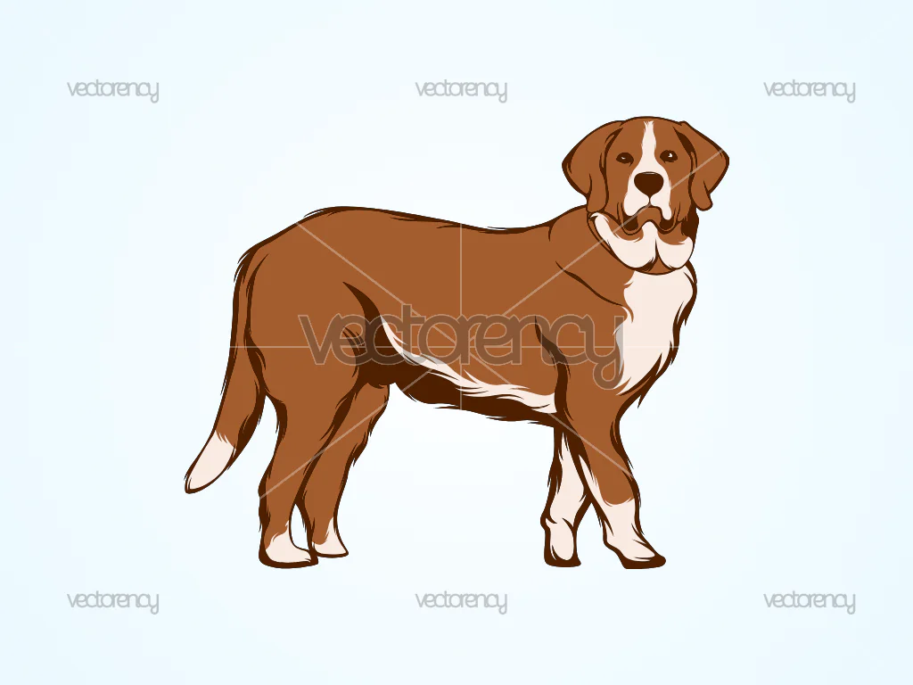Saint Bernard Clipart